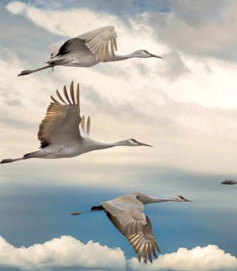 Migration and Deployment